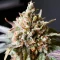 Rainbow Melon feminisierte Samen (Fast Buds)