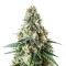 Respect 4 Gorilla (Expert Seeds) Cannabis-Samen