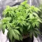 Royal Gorilla (RQS) Cannabis-Samen
