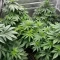 RS11 (Barney's Farm)