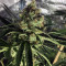 Shiskaberry feminisierte Samen (Barney's Farm)