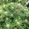 Skunky Monkey Auto (Heavyweight Seeds) Cannabis-Samen