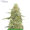 Starter Bundle #1: 3x3 seeds (Mixed)