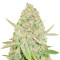 Lemon Shining Silver Haze (RQS) Cannabis-Samen