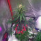 Auto Monster Mass (Critical Mass Collective Seeds) Cannabis-Samen