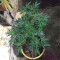 Afghani #1 (Sensi Seeds) Cannabis-Samen
