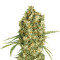 Auto Jack Herer (Advanced Seeds) Cannabis-Samen