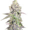 Auto Purple Gorilla (Short Stuff Seeds) Cannabis-Samen