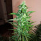 Auto Ultimate (Dutch Passion) Cannabis-Samen