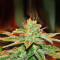 Bangi Haze (Ace Seeds) Cannabis-Samen