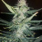 Big Bud Automatic (Sensi Seeds) Cannabis-Samen