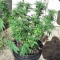 Big Freeze (Big Head Seeds) Cannabis-Samen