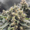 Black Jack (Sweet Seeds) Cannabis-Samen