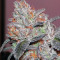 Brain Cake (Ripper Seeds) Cannabis-Samen