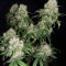 CBD 1:1 Silver Lime Haze Autoflower (Seedstockers)