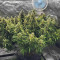 Critical 2.0 XL Auto (Garden Of Green) Cannabis-Samen