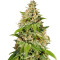 Durban (Sensi Seeds) Cannabis-Samen