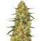 Five-O (Blackskull Seeds) Cannabis-Samen