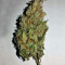 Goxuak Auto (Genehtik Seeds) Cannabis-Samen