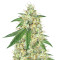 Headbanger (Karma Genetics) Cannabis-Samen