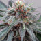 Kali China (Ace Seeds) Cannabis-Samen