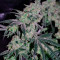 Laughing Buddha feminisierte Samen (Barney’s Farm)