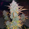 Northern Cheese Haze Auto (Mephisto Genetics) Cannabis-Samen