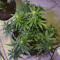 Northern Light x Big Bud Early Harvest (World of Seeds) Cannabis-Samen
