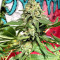 Northern Lights regular (Sensi Seeds) Cannabis-Samen