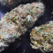 Critical Super Silver Haze (Delicious Seeds)