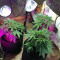 Purple Skunk Mass (Critical Mass Collective Seeds) Cannabis-Samen