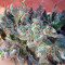 Sapphire Scout (Humboldt Seeds Organization) Cannabis-Samen