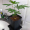 Sherbert Dab (Big Head Seeds) Cannabis-Samen