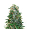 Sugar Black Rose Early Version feminisiertes Saatgut (Delicious Seeds)