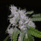 Z (Kera Seeds) Cannabis-Samen