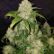 Z Auto (Original Sensible Seeds) Cannabis-Samen