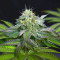 Blue Zushi feminisierte Samen (Original Sensible Seeds)