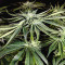 Kush Mintz feminisiertes Saatgut (Barney's Farm)