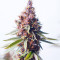 Purple Punch OG Samen feminisiert (Sweet Seeds)