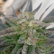 Glookies (Barney's Farm) Cannabis-Samen zu verkaufen
