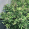 Super Skunk (Spliff Seeds) Cannabis-Samen zu verkaufen