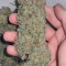 Sweet ZZ (Sweet Z) (RQS) Cannabis-Samen zu verkaufen