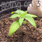 Fruit Cake Cannabis-Samen Kaufen