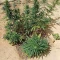 CBD Lemon Auto Cannabis-Samen Kaufen