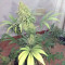 Sweet Zombie (Expert Seeds) Cannabis-Samen zu verkaufen
