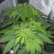 Pure Kush (Original Sensible Seeds) Cannabis-Samen zu verkaufen