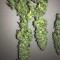 Green Crack Cannabis-Samen Kaufen