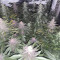 Cafe Racer (BlimBurn Seeds) Cannabis-Samen