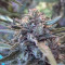 Medical Mass CBD (RQS) Cannabis-Samen zu verkaufen