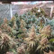 Kerosene Krash Cannabis-Samen Kaufen